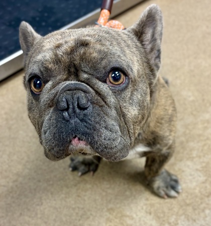 Shelter Stray Male Dog last seen Near Rock Mountain Rd, Lithonia, GA 30058, 30058, GA, 3280 Chamblee Dunwoody Rd, Chamblee, GA 30341, USA