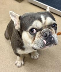 Shelter Stray Male Dog last seen Near Rock Mountain Rd, Lithonia, GA 30058, 30058, GA, 3280 Chamblee Dunwoody Rd, Chamblee, GA 30341, USA