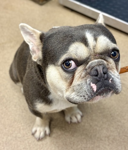 Shelter Stray Male Dog last seen Near Rock Mountain Rd, Lithonia, GA 30058, 30058, GA, 3280 Chamblee Dunwoody Rd, Chamblee, GA 30341, USA