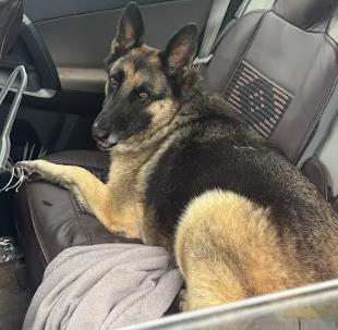 Shelter Stray Male Dog last seen Near Meadow Rock Way Stone Mountain Georgia 30083, 30083, GA, 3280 Chamblee Dunwoody Rd, Chamblee, GA 30341, USA