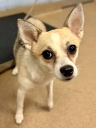 Shelter Stray Female Dog last seen Near Memorial Dr., 30032, GA, 3280 Chamblee Dunwoody Rd, Chamblee, GA 30341, USA