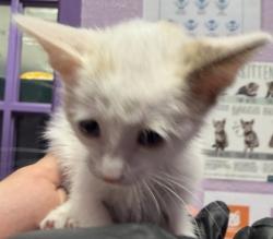 Shelter Stray Female Cat last seen Near Crowell Dr, Socorro, TX, 5001 Fred Wilson Ave, El Paso, TX 79906, USA