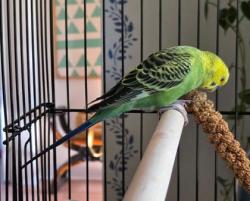 Shelter Stray Male Budgie last seen Westcrest Park, Seattle, WA, 2061 15th Ave W, Seattle, WA 98119, USA