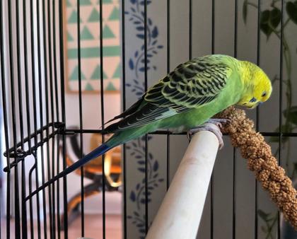 Shelter Stray Male Budgie last seen Westcrest Park, Seattle, WA, 2061 15th Ave W, Seattle, WA 98119, USA