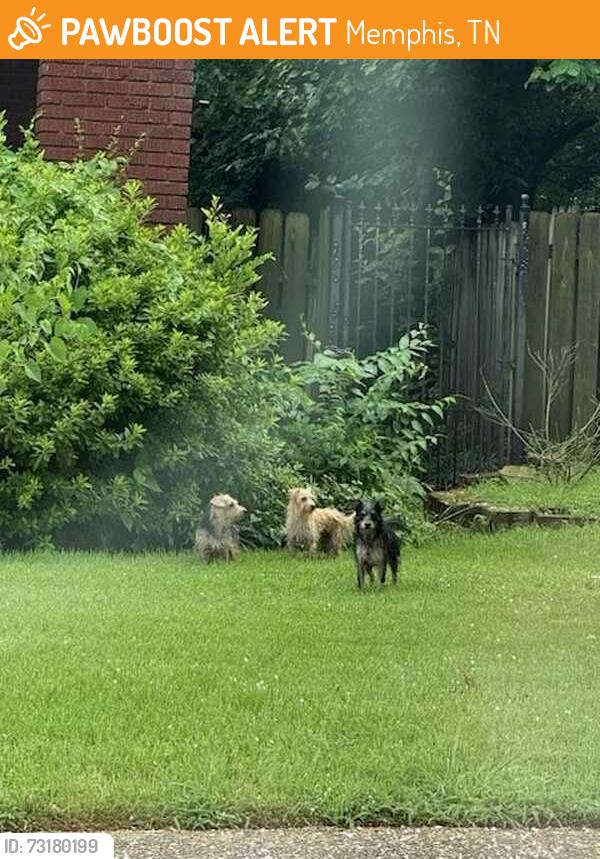Found/Stray Unknown Dog last seen Hollywood at Princeton Memphis TN 38112, Memphis, TN 38112