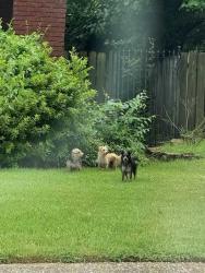 Found/Stray Unknown Dog last seen Hollywood at Princeton Memphis TN 38112, Memphis, TN 38112