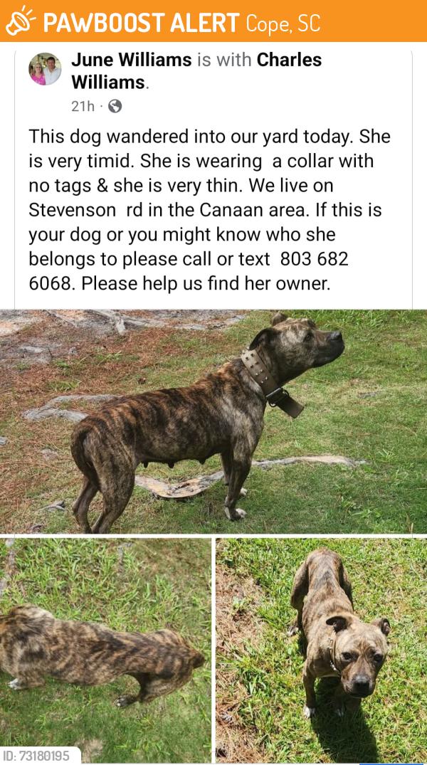 Found/Stray Female Dog last seen Off Cannon Bridge Rd Cannan Couminity, Cope, SC 29038
