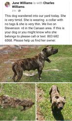 Found/Stray Female Dog last seen Off Cannon Bridge Rd Cannan Couminity, Cope, SC 29038