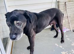 Found/Stray Male Dog last seen Paris street and Siam, Elizabethton, TN 37643