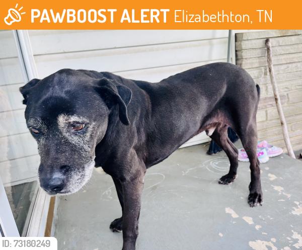 Found/Stray Male Dog last seen Paris street and Siam, Elizabethton, TN 37643