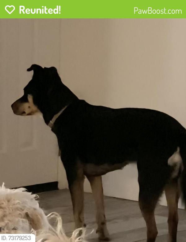 Reunited Female Dog last seen Calle rinconado and limestone, Vail, AZ 85641