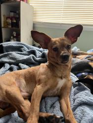 Lost Male Dog last seen W sligh ave and n blvd, Tampa, FL 33604