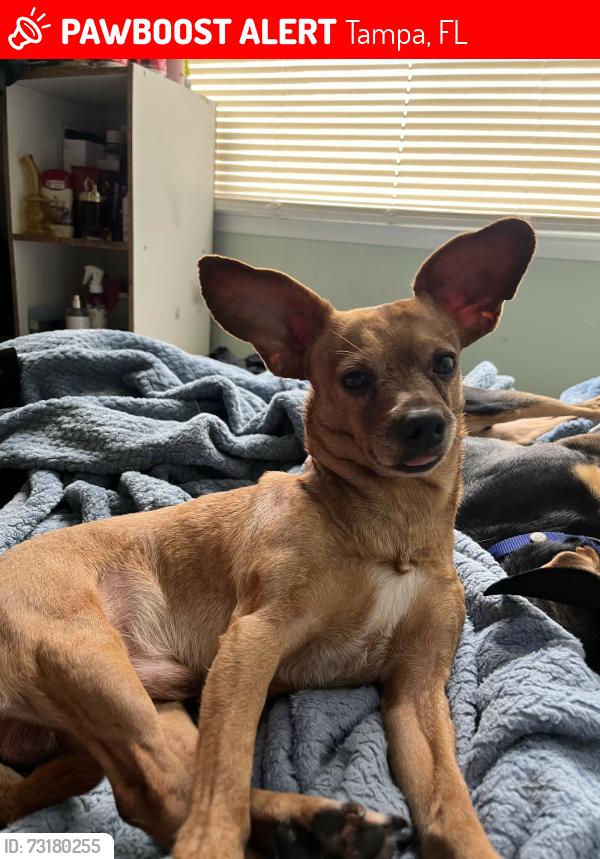 Lost Male Dog last seen W sligh ave and n blvd, Tampa, FL 33604
