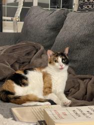 Reunited Female Cat last seen Near W Lincoln Ave, Little Chute, WI, Little Chute, WI 54140