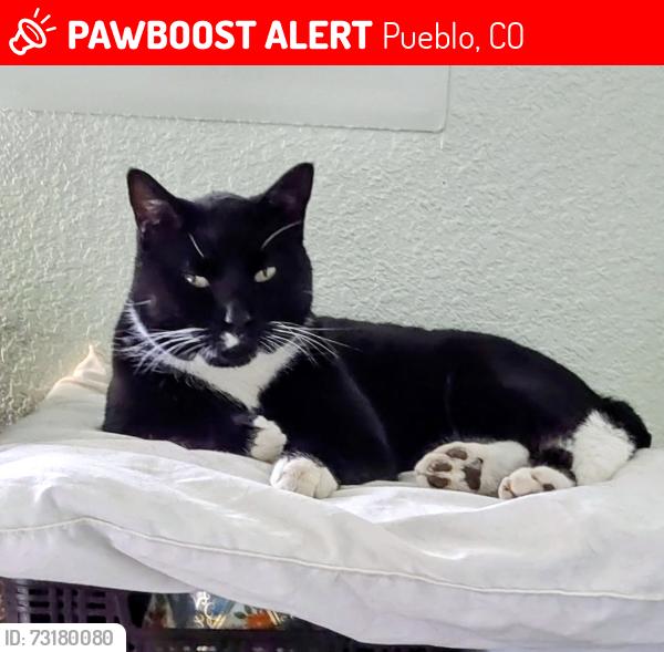 Lost Male Cat last seen Freedom Ave and 28th St., Pueblo, CO 81003