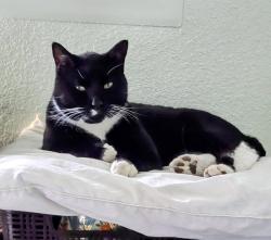 Lost Male Cat last seen Freedom Ave and 28th St., Pueblo, CO 81003