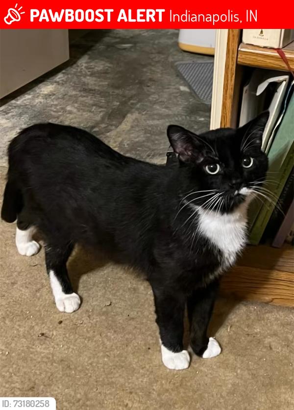 Lost Male Cat last seen Arlington and troy, Indianapolis, IN 46203