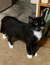 Lost Male Cat last seen Arlington and troy, Indianapolis, IN 46203