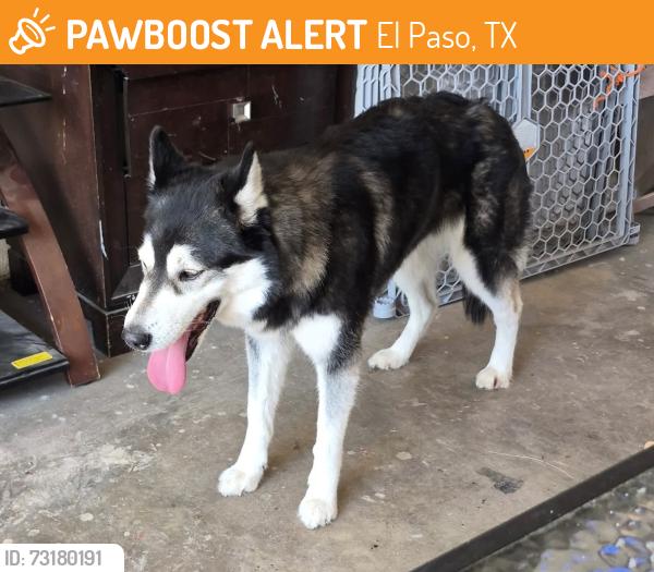 Found/Stray Female Dog last seen Trowbridge and Chelsea area, El Paso, TX 79925
