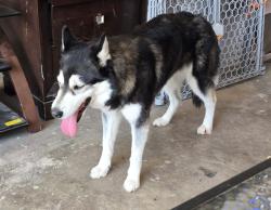 Found/Stray Female Dog last seen Trowbridge and Chelsea area, El Paso, TX 79925