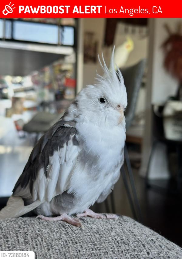 Lost Female Bird last seen council, Los Angeles, CA 90026