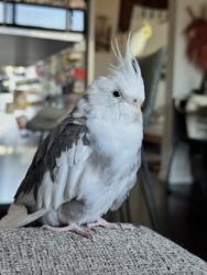 Lost Female Bird last seen council, Los Angeles, CA 90026