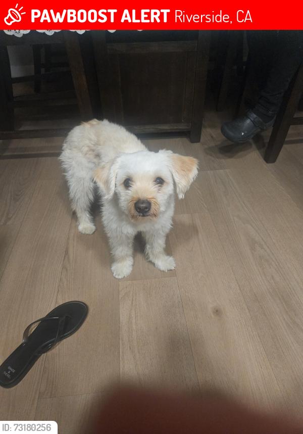 Lost Male Dog last seen Riverwall, Riverside, CA 92505