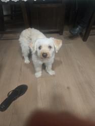 Lost Male Dog last seen Riverwall, Riverside, CA 92505