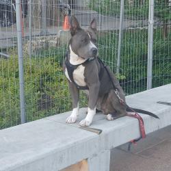 Reunited Male Dog last seen sw 11th and harvey milk, Portland, OR 97205