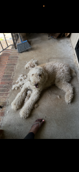 Lost Male Dog last seen East Fayetteville, Riverdale, GA 30296