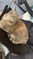 Reunited Female Cat last seen Bannister Ln & S. Crescent Ln, Aurora, IL 60504