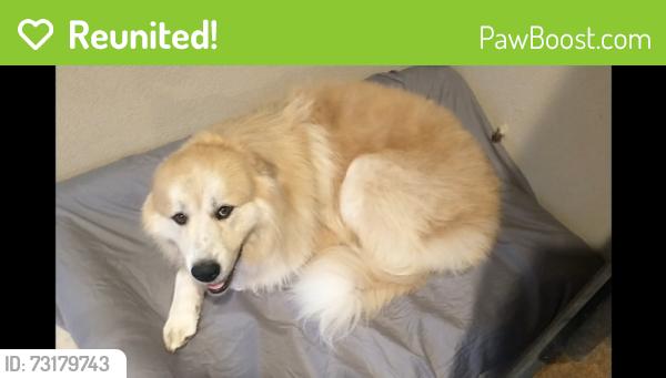 Reunited Male Dog last seen Mariposa & Walnut, Citrus Heights, CA 95610
