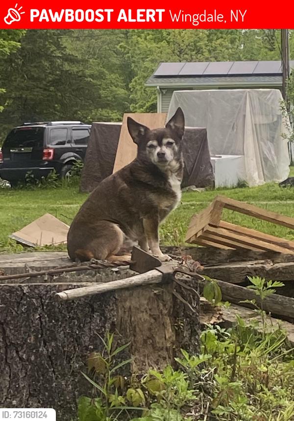Lost Male Dog last seen Dunkin’ Donuts, Wingdale, NY 12594