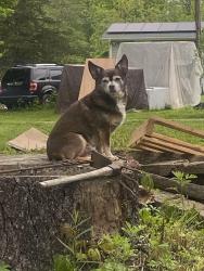 Lost Male Dog last seen Dunkin’ Donuts, Wingdale, NY 12594