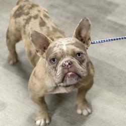 Shelter Stray Male Dog last seen Linda Vista Road, San Diego, CA, 92110, 5500 Gaines St, San Diego, CA 92110, USA