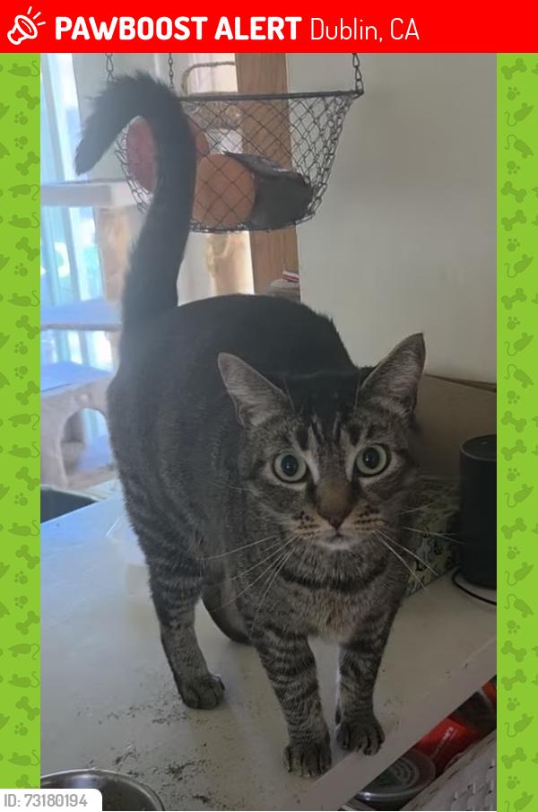 Lost Female Cat last seen Near Wells Middle School, Penn/King, Dublin, CA 94568
