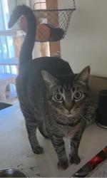Lost Female Cat last seen Near Wells Middle School, Penn/King, Dublin, CA 94568