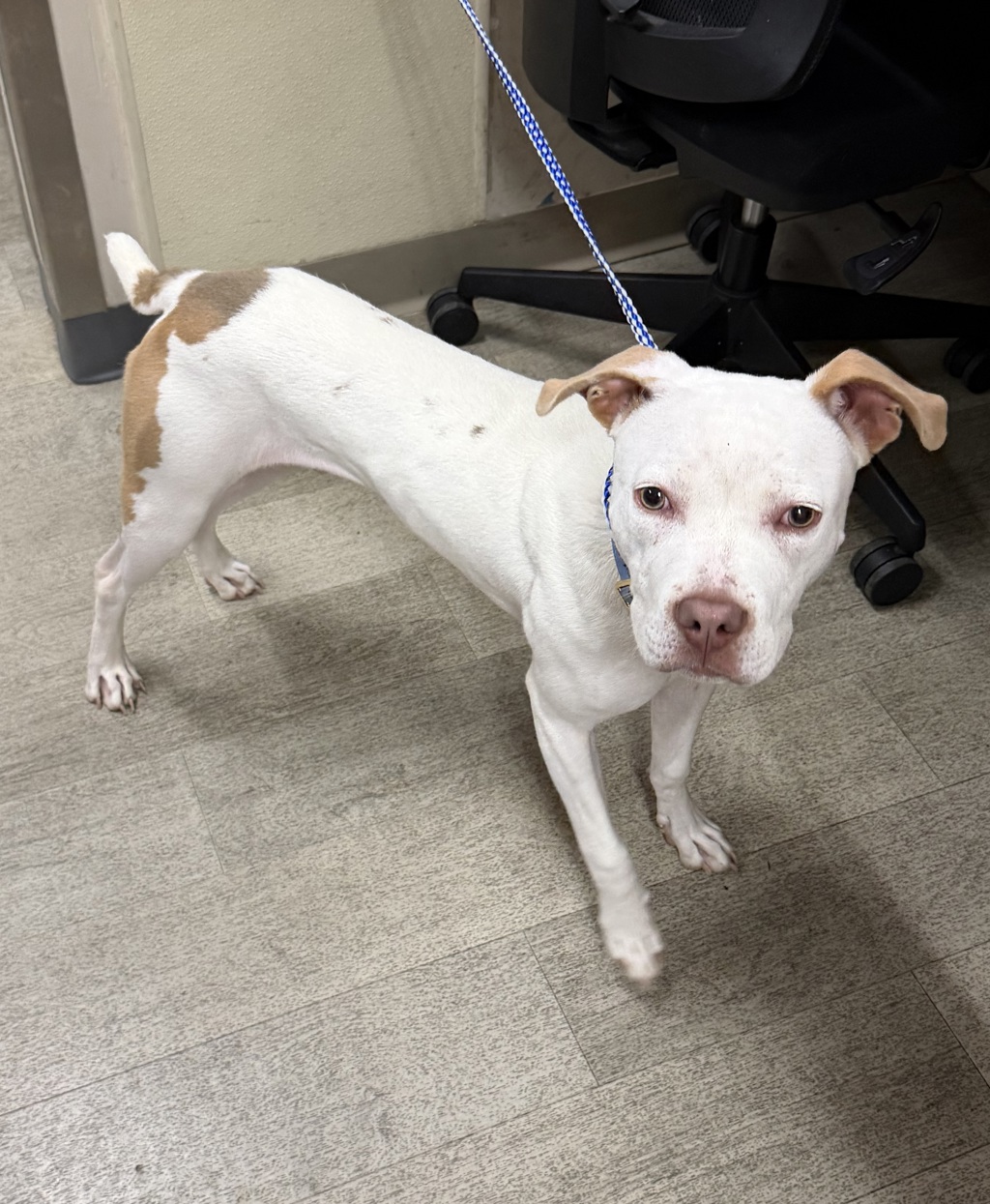 Shelter Stray Male Dog last seen Alvarado Canyon Road, San Diego, CA, 92120, 5500 Gaines St, San Diego, CA 92110, USA