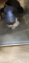 Shelter Stray Unknown Cat last seen N/A, SILVERDALE, WA, 98383, 9167 Dickey Rd NW, Silverdale, WA 98383, USA
