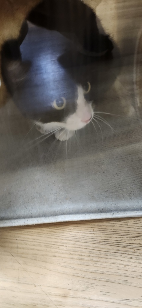 Shelter Stray Unknown Cat last seen N/A, SILVERDALE, WA, 98383, 9167 Dickey Rd NW, Silverdale, WA 98383, USA