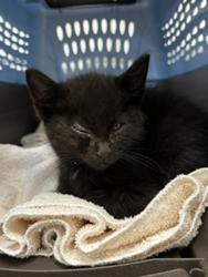 Shelter Stray Female Cat last seen Reliance Road, WA, 9167 Dickey Rd NW, Silverdale, WA 98383, USA