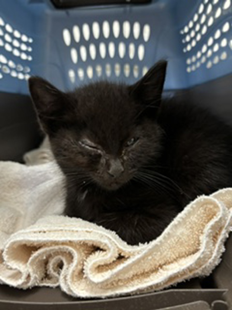 Shelter Stray Female Cat last seen Reliance Road, WA, 9167 Dickey Rd NW, Silverdale, WA 98383, USA