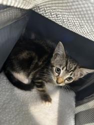 Shelter Stray Unknown Cat last seen Norfolk Ave & Birdneck Rd, VIRGINIA BEACH, VA, 23451, 341 S Birdneck Rd, Virginia Beach, VA 23451, USA