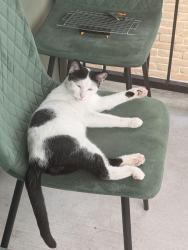 Reunited Male Cat last seen Tmc bus stop, Houston, TX 77030