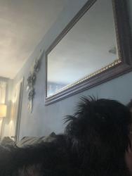 Reunited Male Dog last seen lillian , oaks, Pasadena, TX 77502