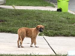 Found/Stray Unknown Dog last seen Gramercy Park, Greensboro, NC 27406