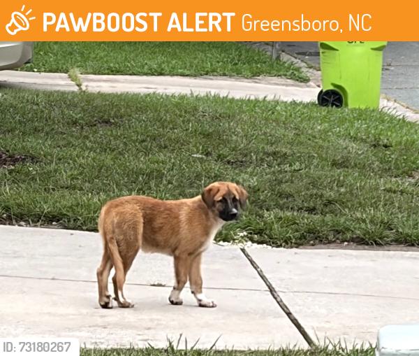 Found/Stray Unknown Dog last seen Gramercy Park, Greensboro, NC 27406