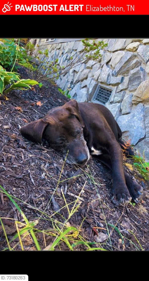 Lost Male Dog last seen elizabethton, Elizabethton, TN 37643
