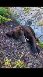 Lost Male Dog last seen elizabethton, Elizabethton, TN 37643