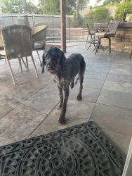 Reunited Female Dog last seen Main Street and Orange Heights lane, Corona, CA 92882